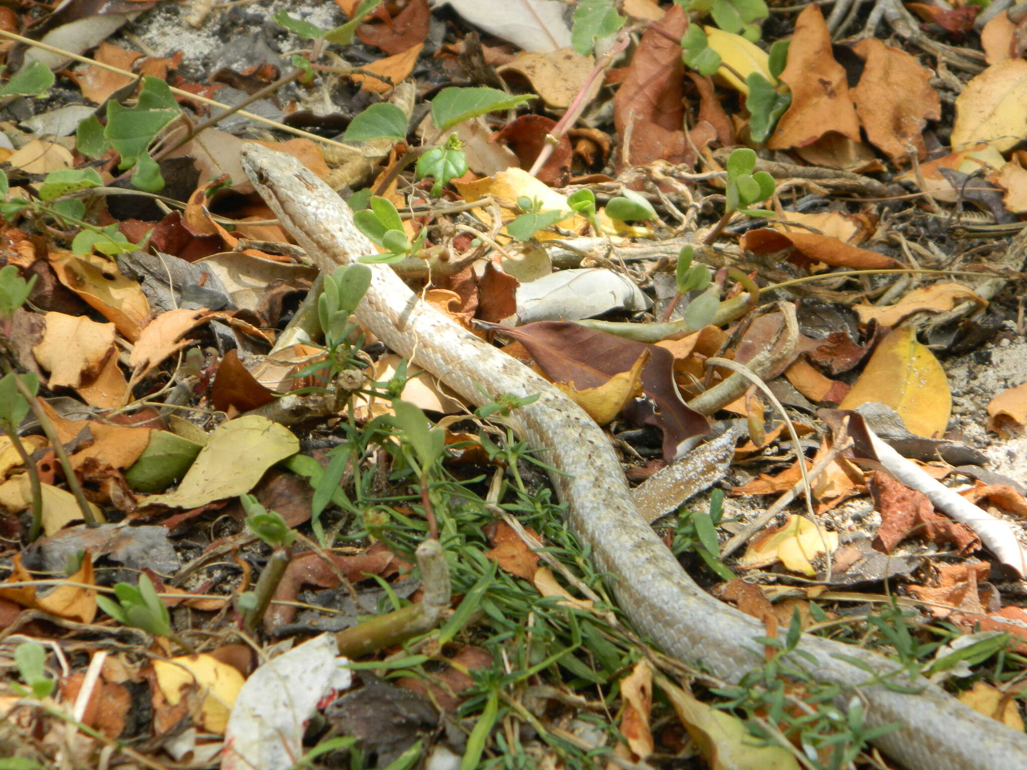 Image of Antiguan Racer