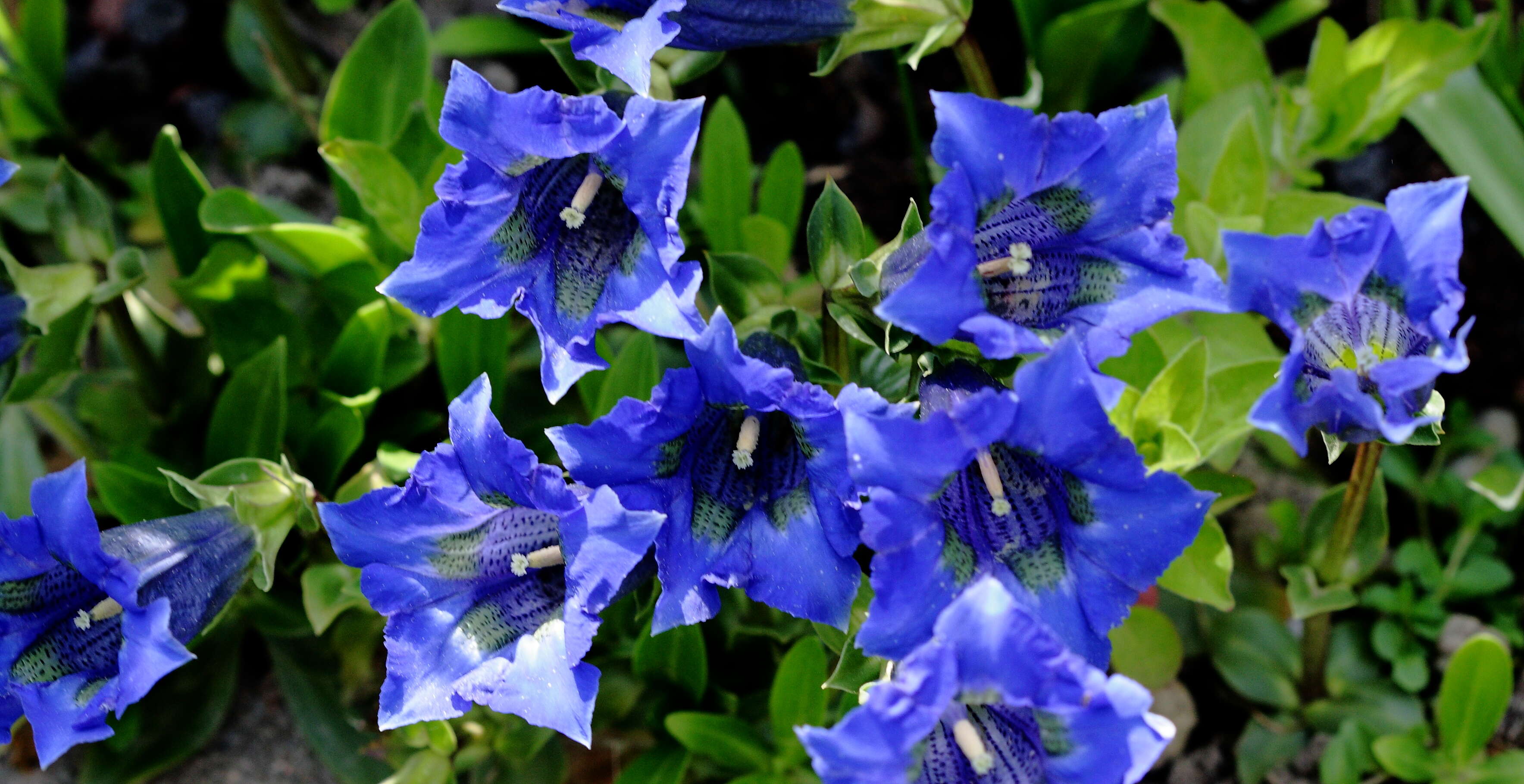 Image of Stemless Gentian