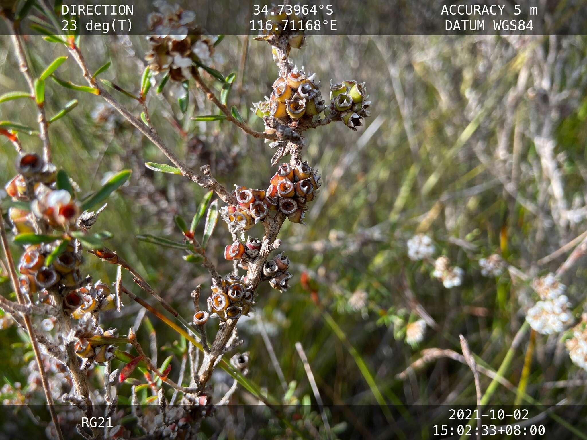 Image of Taxandria fragrans (J. R. Wheeler & N. G. Marchant) J. R. Wheeler & N. G. Marchant