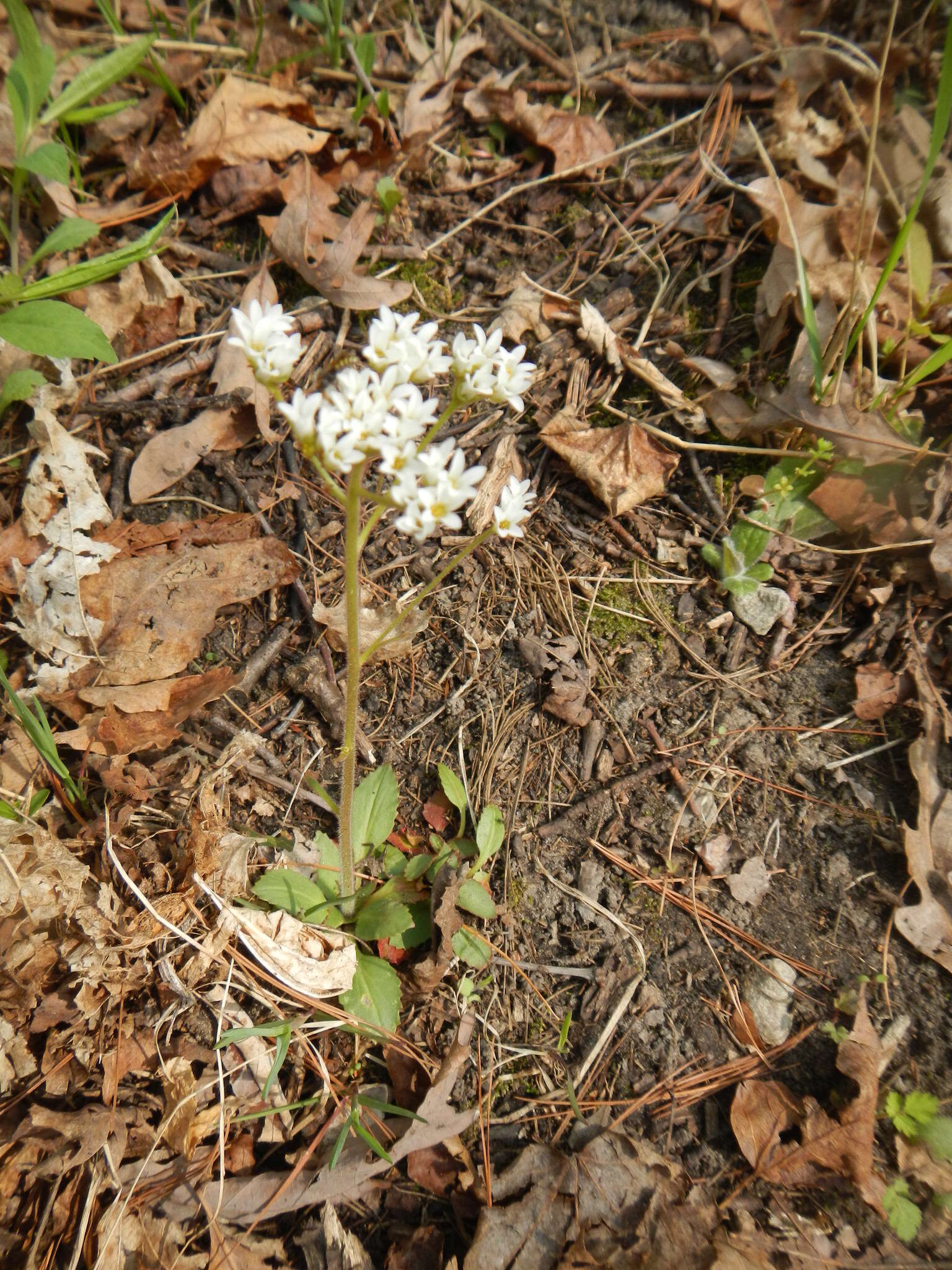 Image of Early Pseudosaxifrage