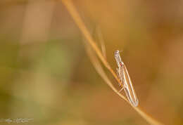 Image de Pleurota aristella Linnaeus 1768