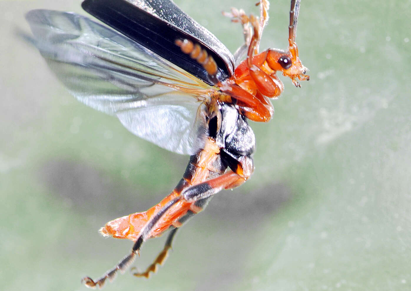 Image of Cantharis livida