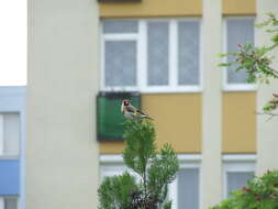 Image of European Goldfinch