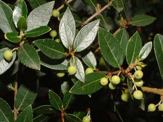 Image de Phillyrea latifolia L.