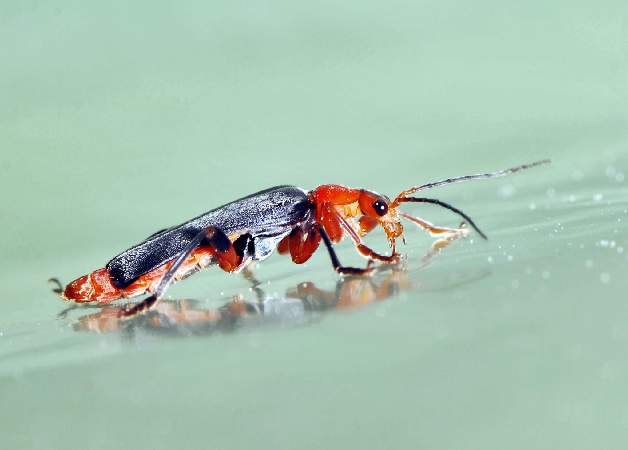 Image of Cantharis livida