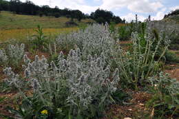 Stachys cretica L. resmi