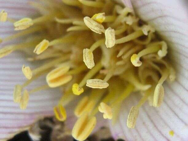 Image of Colchicum melanthioides subsp. melanthioides