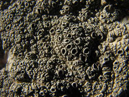 Image of crater lichen