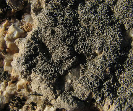 Image of crater lichen