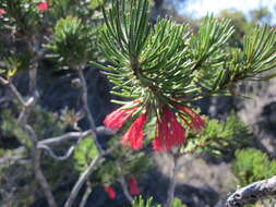 Image of Melaleuca hislopii Craven & R. D. Edwards