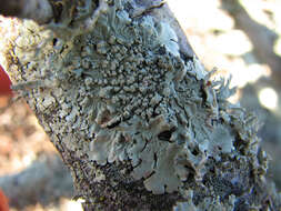 Image of Common greenshield lichen