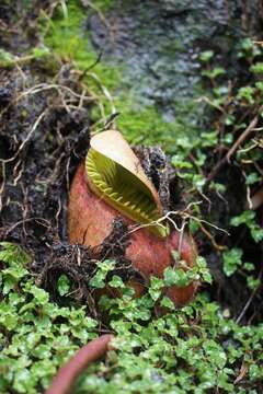 Слика од Nepenthes villosa Hook. fil.