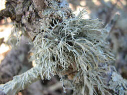 Image of farinose cartilage lichen