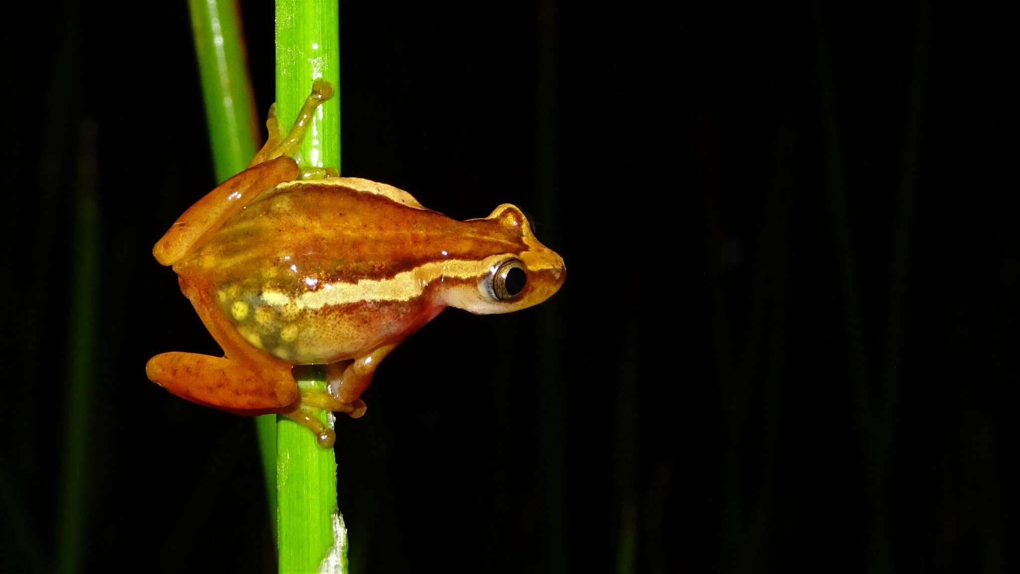 Image of Afrixalus enseticola Largen 1974