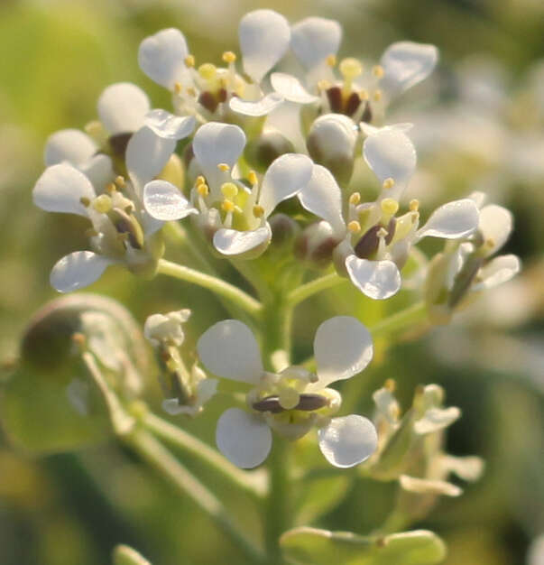 Image de Lepidium fremontii S. Watson