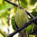 Image of Cook Islands Reed Warbler (Mangaia)