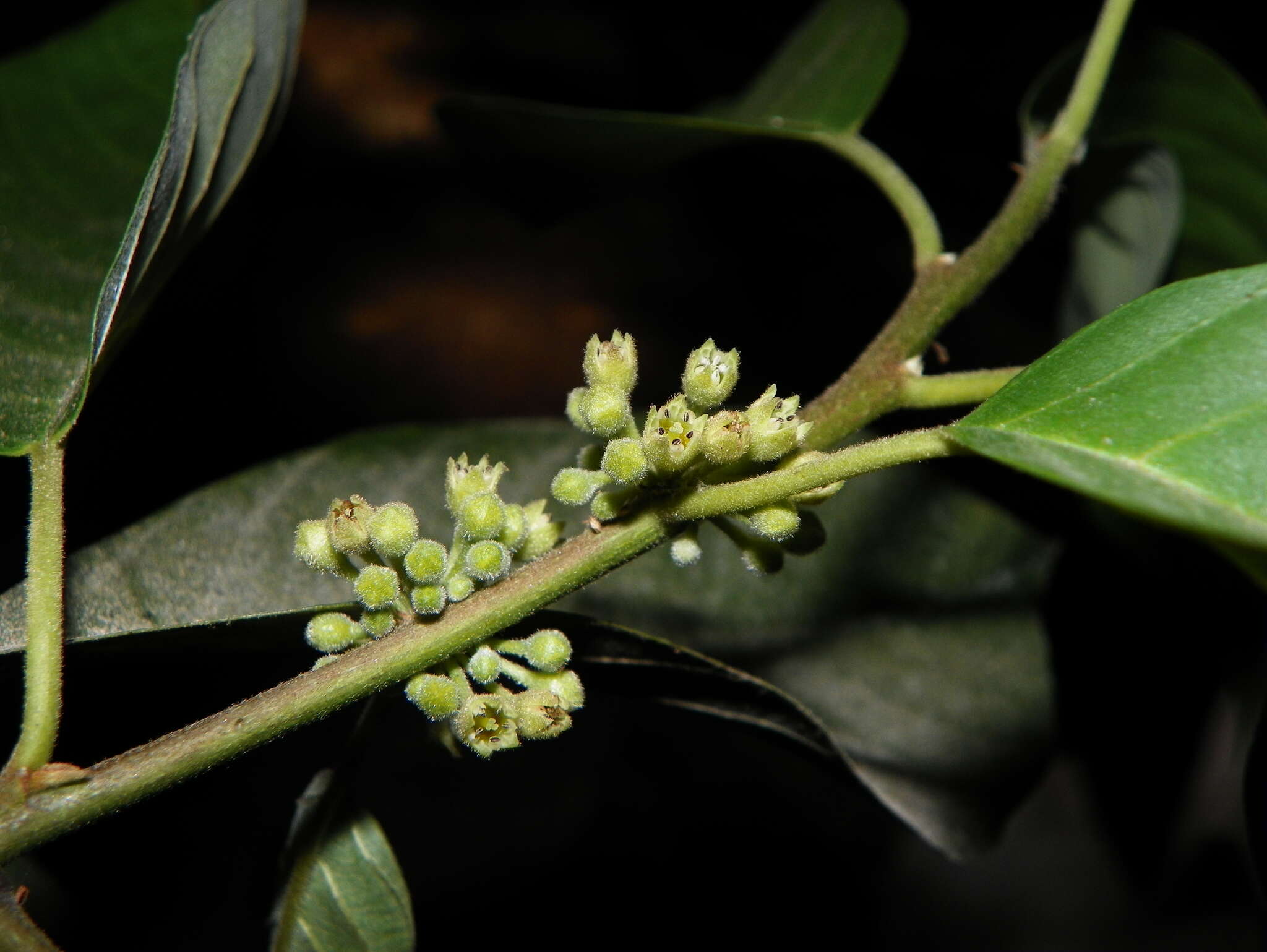 Image of Frangula capreifolia (Schlechtend.) Grubov