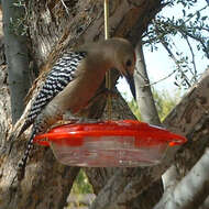 Image de Melanerpes Swainson 1832