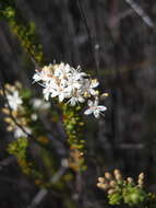 Image of Agathosma blaerioides Cham.