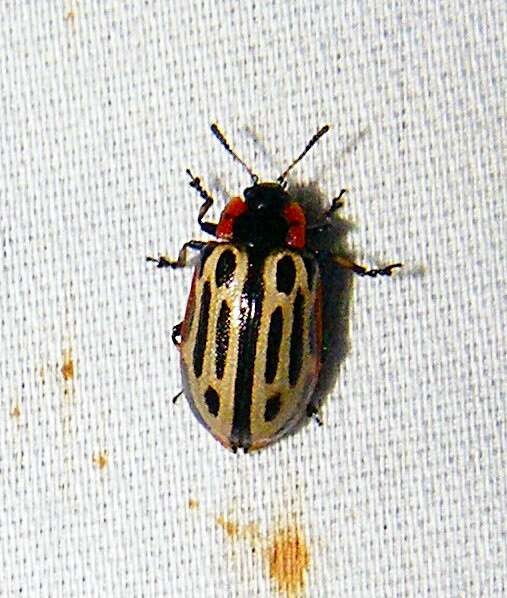 Image of Cottonwood Leaf Beetle