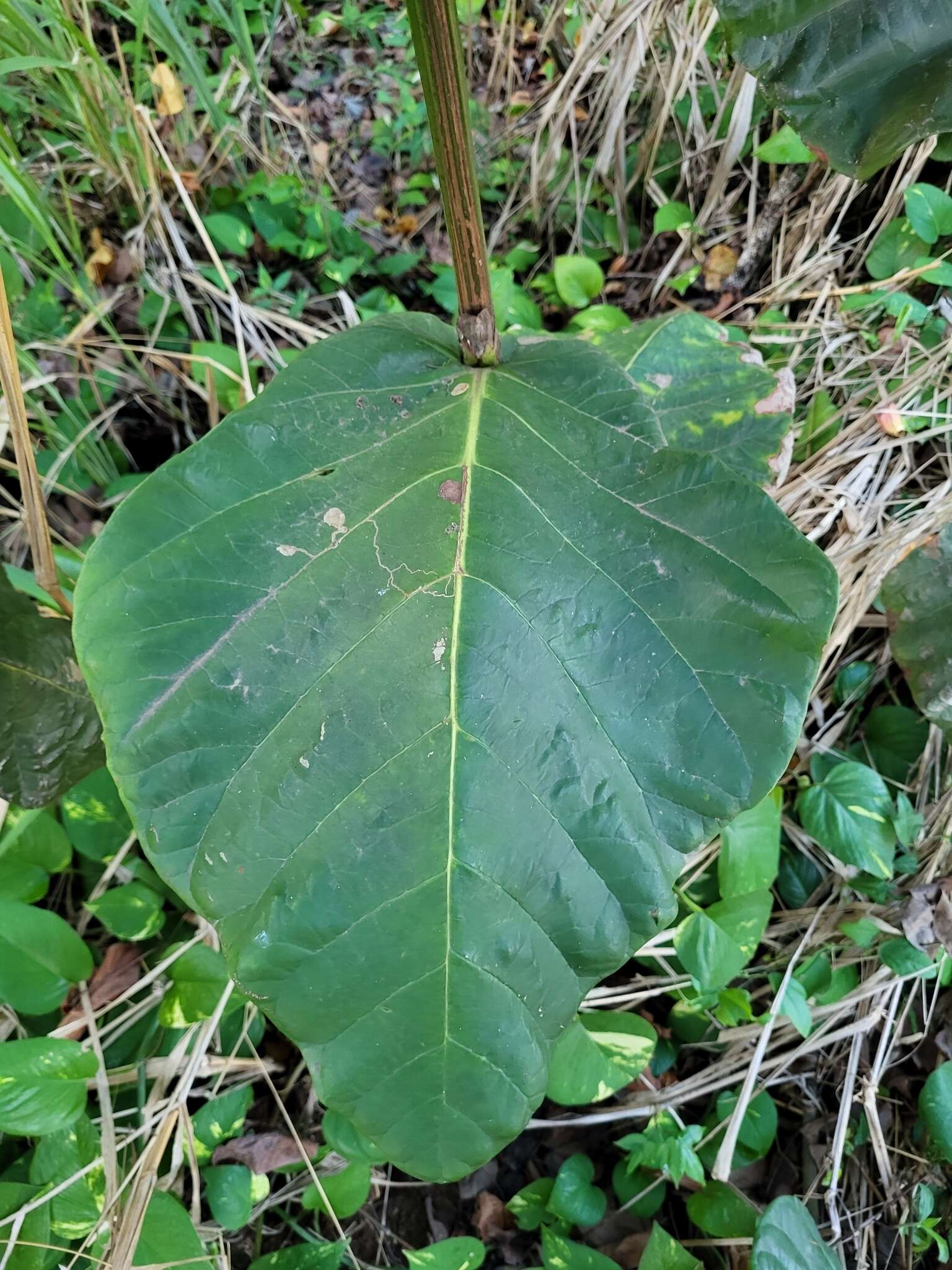 Coccoloba rugosa Desf. resmi