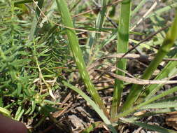 Image de Aloe linearifolia A. Berger