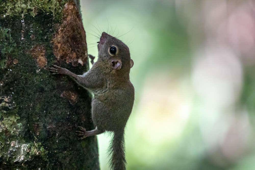 Image of Asian pygmy squirrel