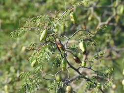 Image of <i>Libidibia paraguariensis</i>