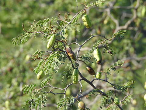 Image of Caesalpinieae