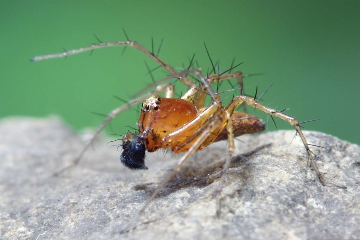 Image of lynx spiders