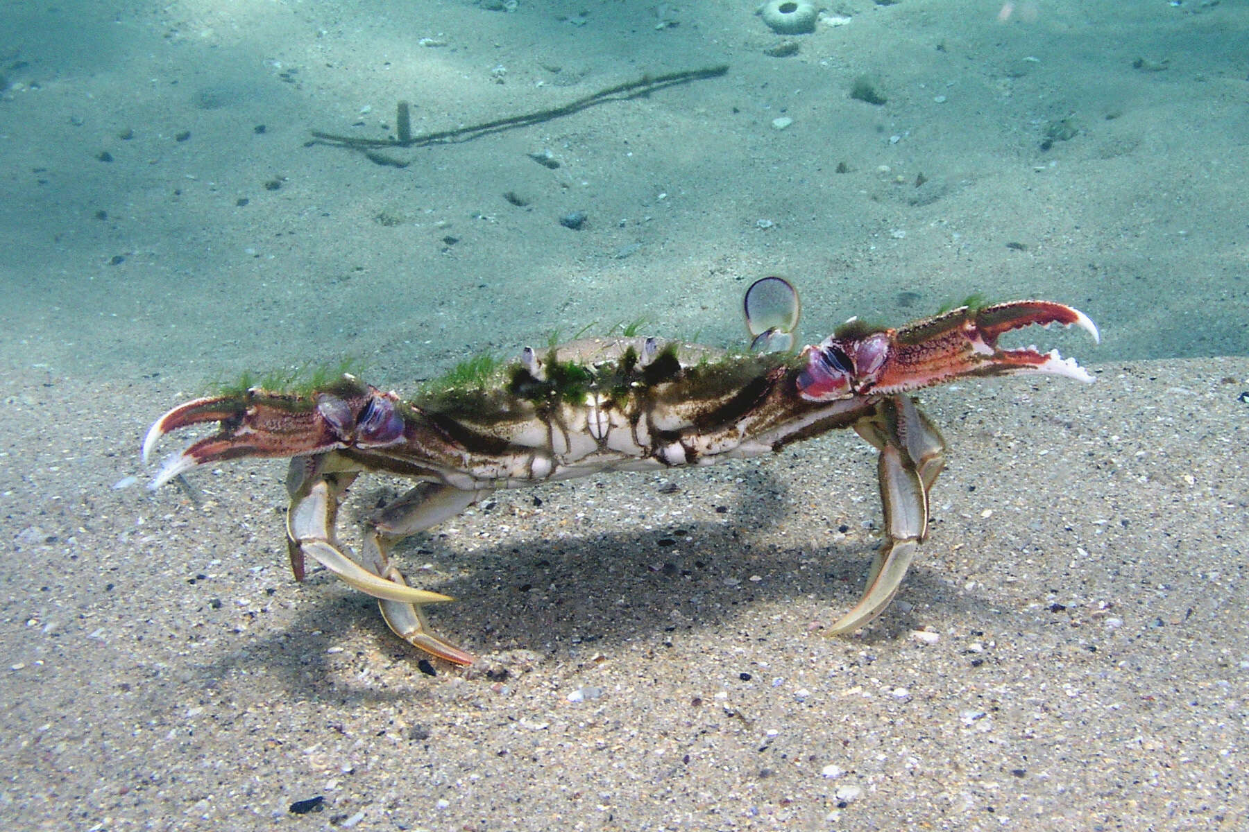 Image of Blue swimmer crab