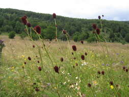 Image de Sanguisorbe officinale