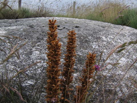 Image of greater broomrape