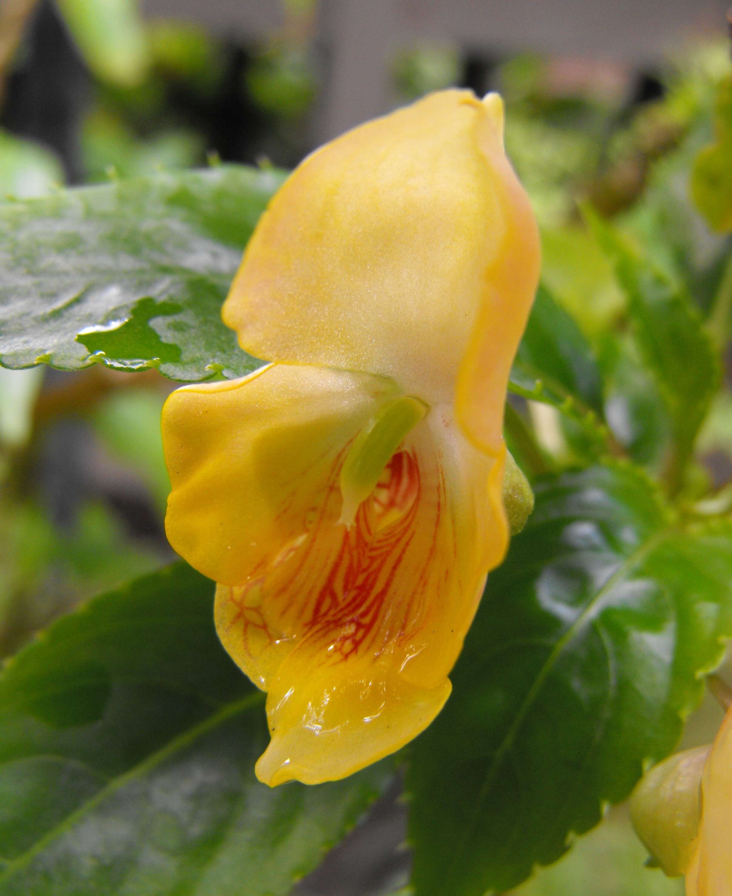 Image of Impatiens auricoma Baill.