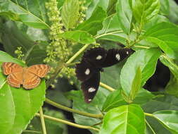 Image of Claoxylon hillii Benth.