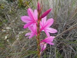 Image of Watsonia laccata (Jacq.) Ker Gawl.