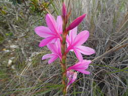 Imagem de Watsonia laccata (Jacq.) Ker Gawl.