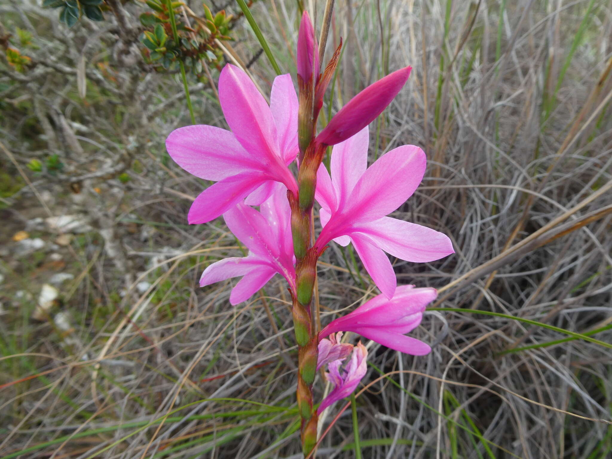 Image of Watsonia laccata (Jacq.) Ker Gawl.