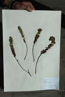 Image of Hypericum mexicanum L.