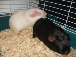 Image of guinea pigs