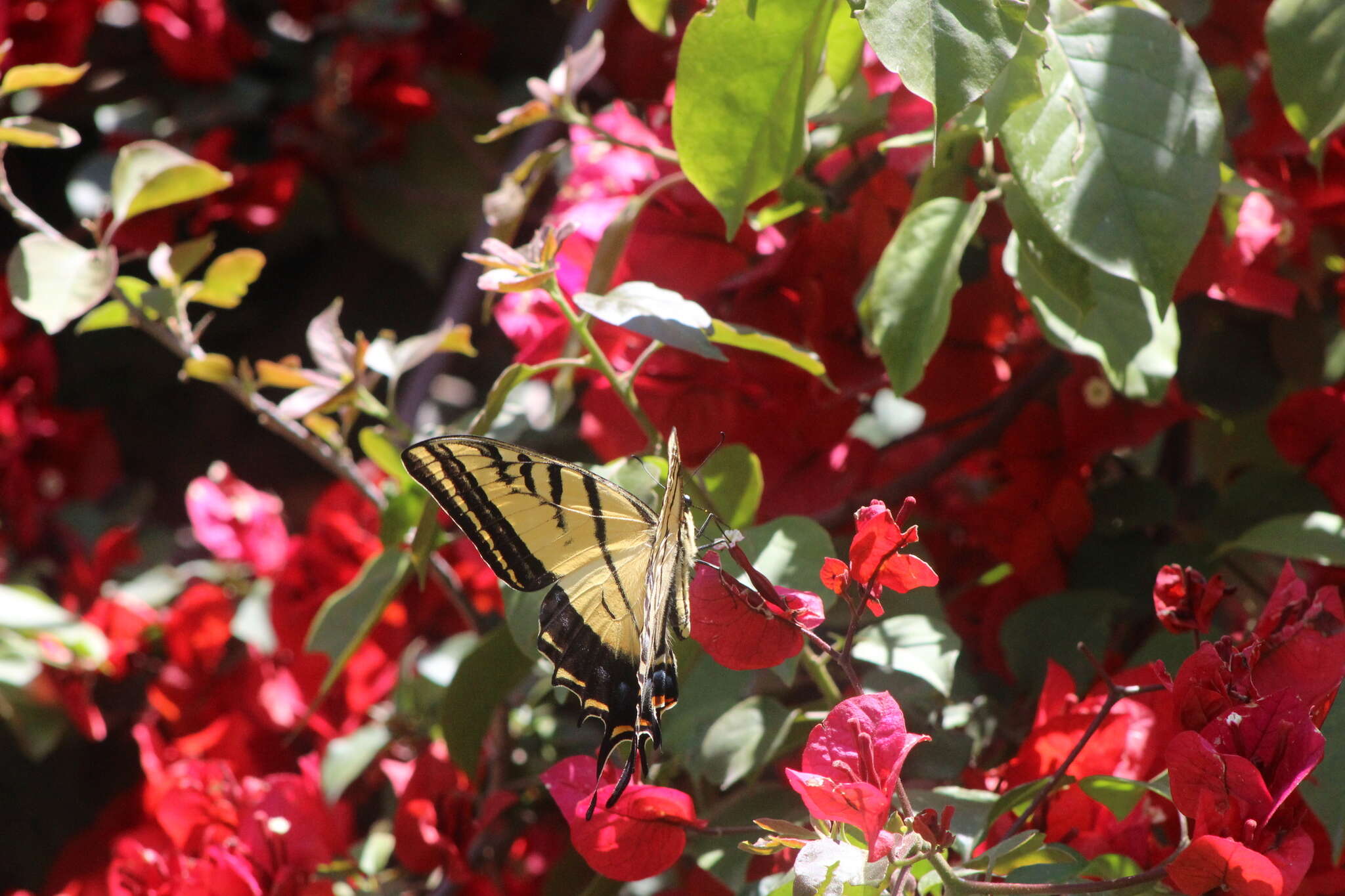 Sivun Papilio multicaudata Kirby 1884 kuva