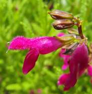 Image of Salvia chiapensis Fernald