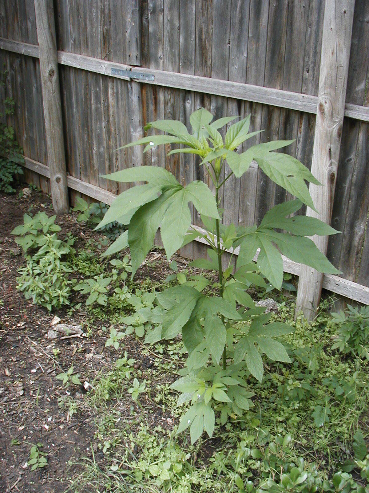 Image of great ragweed