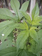 Image of great ragweed