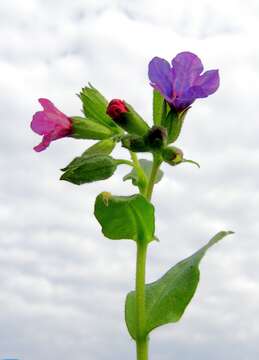 Plancia ëd Pulmonaria obscura Dumort.