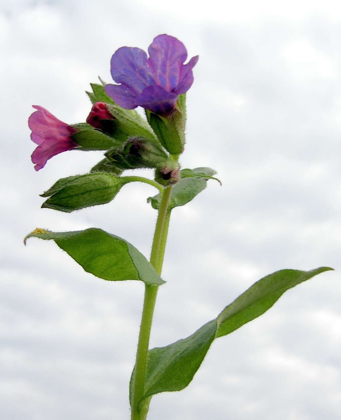 Image of Pulmonaria obscura Dumort.