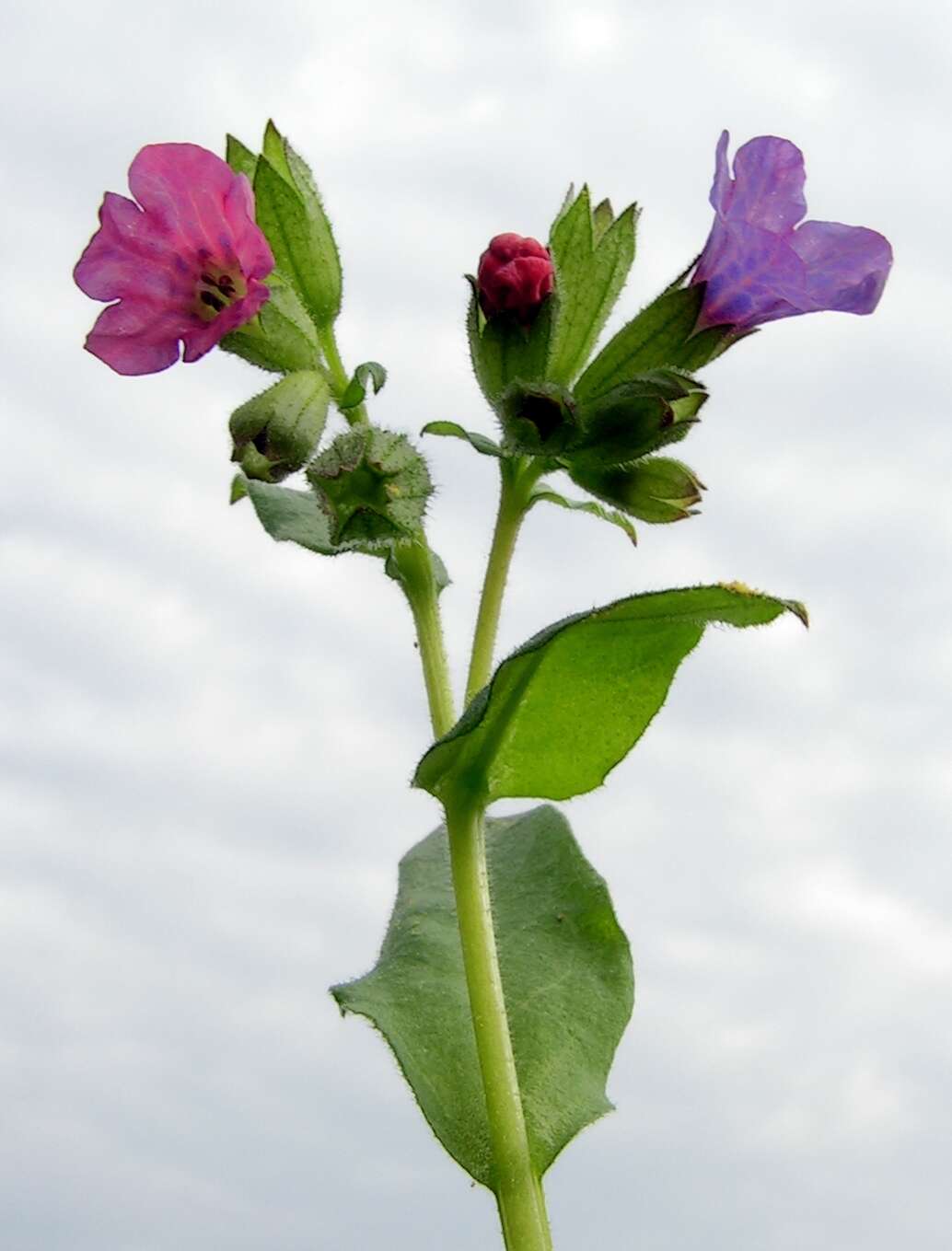 Image of Pulmonaria obscura Dumort.