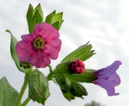 Plancia ëd Pulmonaria obscura Dumort.