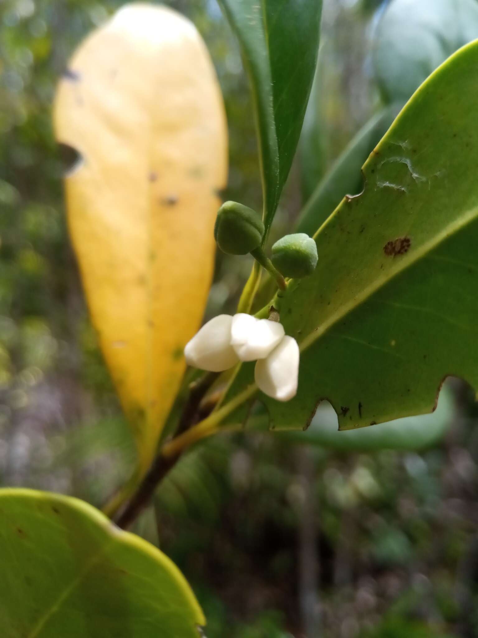 Ambavia gerrardii (Baill.) Le Thomas的圖片