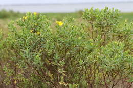 Imagem de Hypericum edisonianum (Small) P. Adams & N. Robson